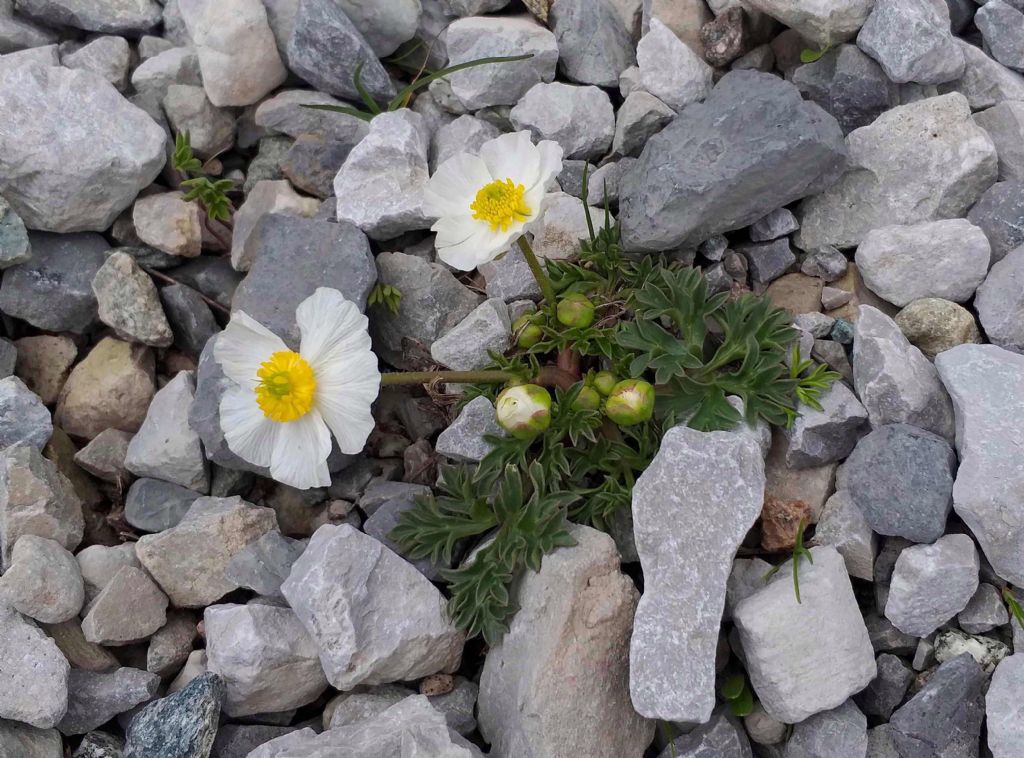 Ranunculus seguieri